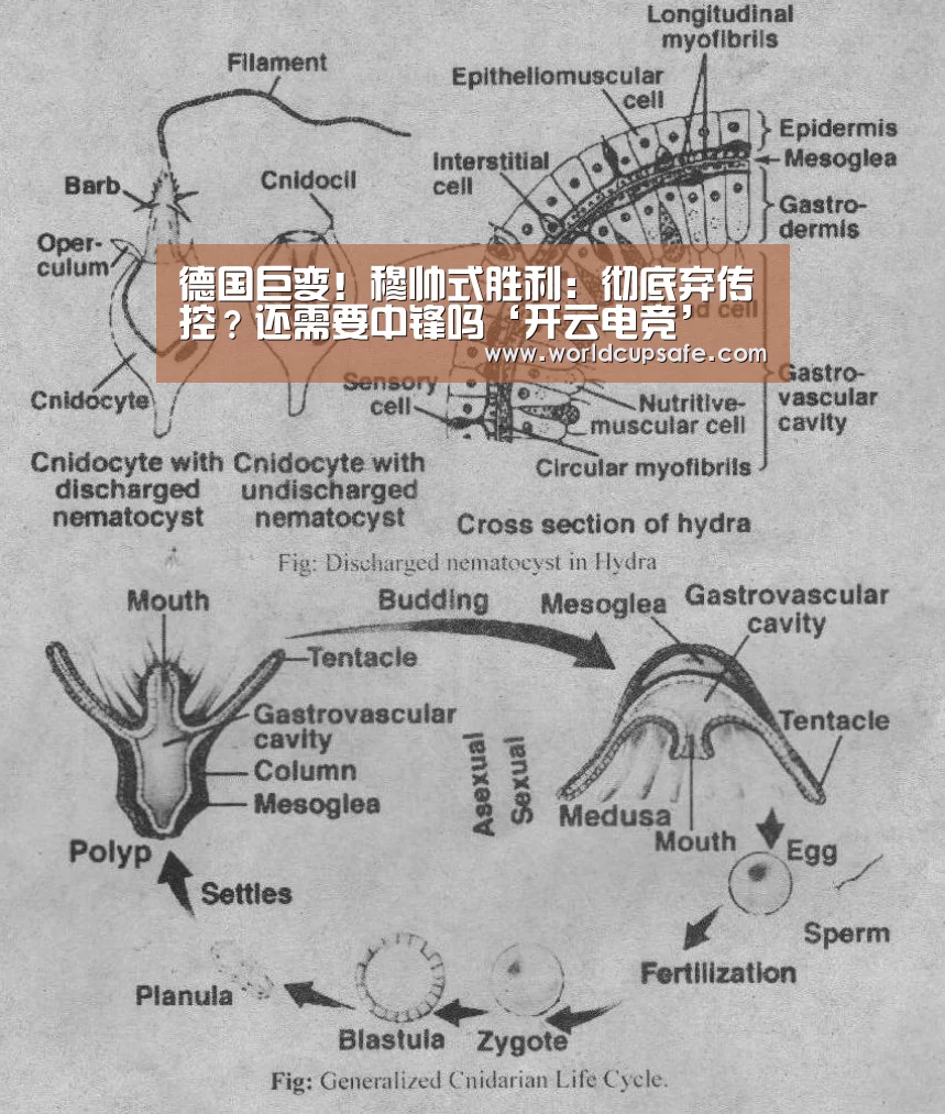 开云电竞官网